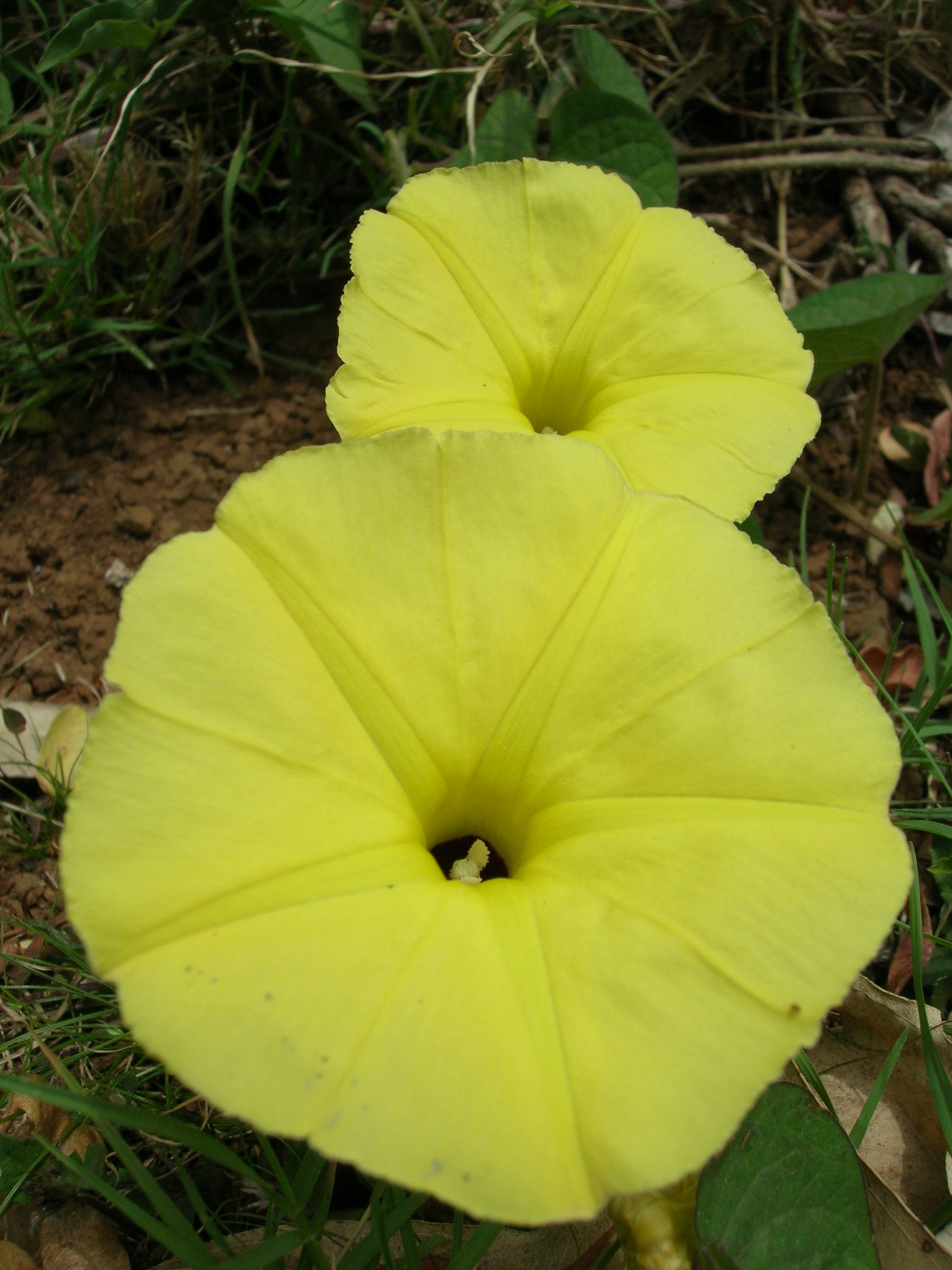 Ipomoea ochracea