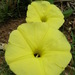Ipomoea ochracea - Photo (c) Forest and Kim Starr,  זכויות יוצרים חלקיות (CC BY)