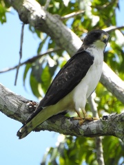 Short-Tailed Hawk photo 5