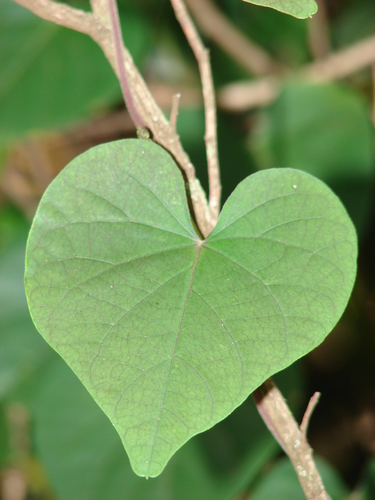 Ipomoea ochracea