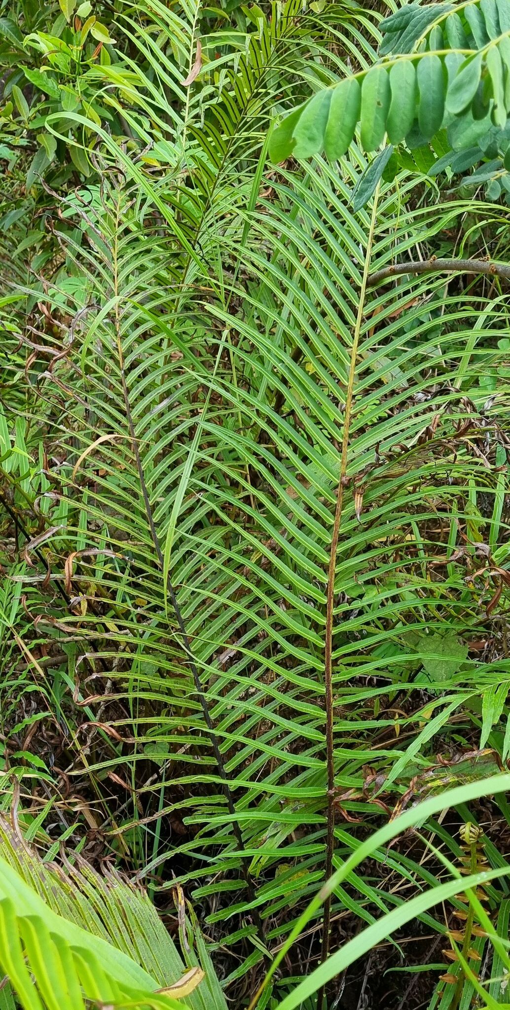 Blechnopsis orientalis — ảnh 2
