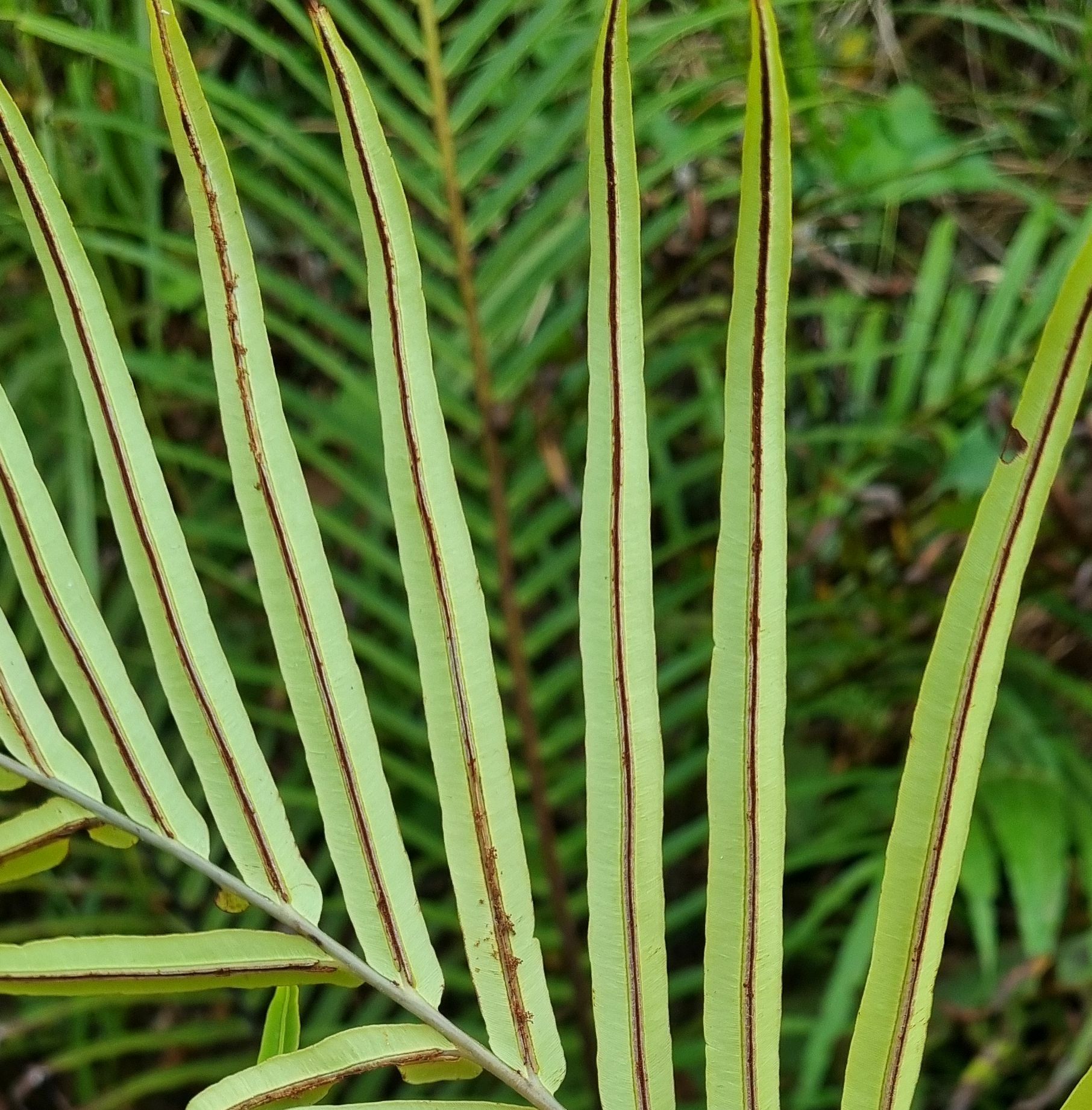 Blechnopsis orientalis — ảnh 3