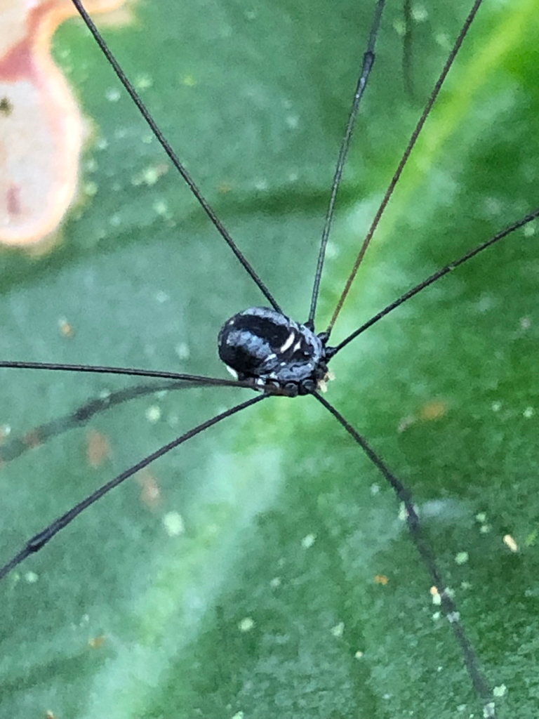 Holcobunus iguassuensis