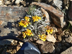Jacobaea insubrica