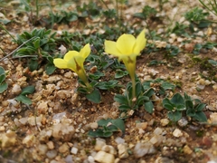 Moraea galaxia