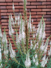 Veronicastrum