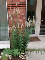 Veronicastrum