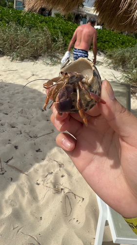 Hermit Crab