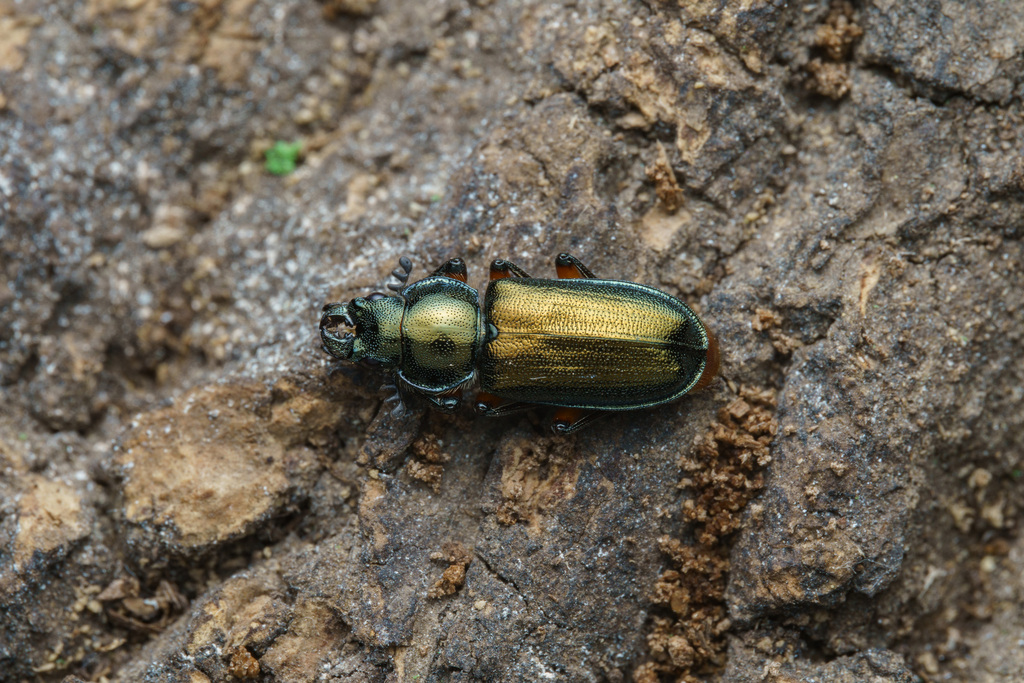Platycerus hongwonpyoi