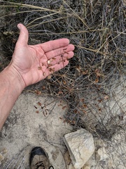 Lomatium lucidum