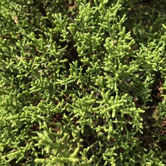 Juniperus pinchotii