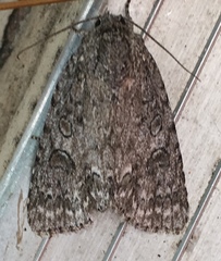 Acronicta impleta