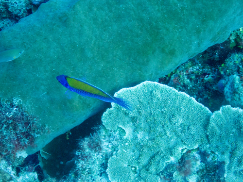 Orange-back fairy wrasse (Cirrhilabrus aurantidorsalis) — Labridae — 4