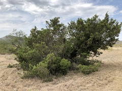 Juniperus pinchotii