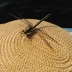Dromogomphus