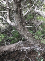 Juniperus pinchotii