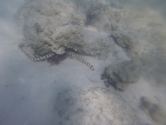 Myrichthys colubrinus