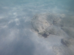 Myrichthys colubrinus