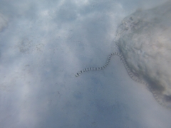 Myrichthys colubrinus