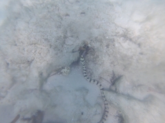 Myrichthys colubrinus