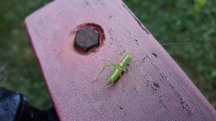 Meconema meridionale