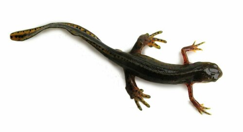 Eastern Newt, photo 9 of 10