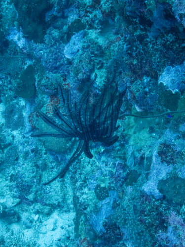 Feather Star