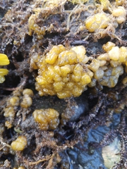 Leathesia marina