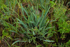 Bupleurum multinerve