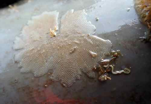 Encrusting Bryozoan, Leucate, France, photo 4 of 10
