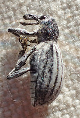 Otidocephalini