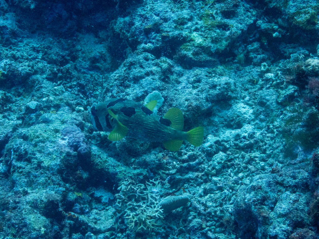 Black-blotched porcupinefish