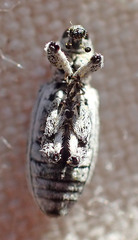 Otidocephalini