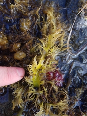 Grateloupia californica