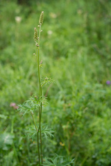 Actaea cimicifuga