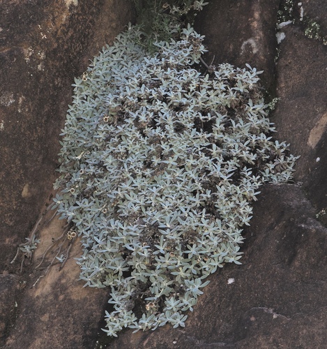 Image of Helichrysum sutherlandii by (c) desertnaturalist, some rights reserved (CC BY)