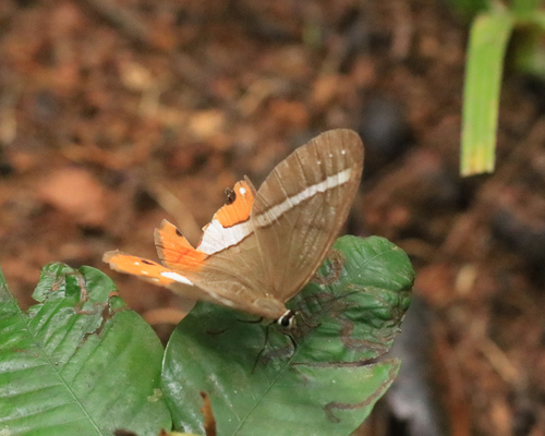 Pierella nereis