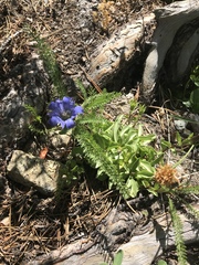 Gentiana newberryi newberryi