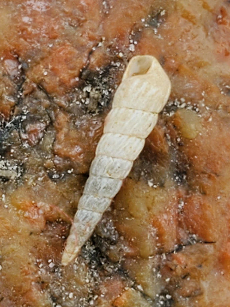 milky pyramidsnail