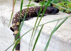 Heloderma horridum