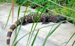 Heloderma horridum