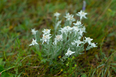 Leontopodium