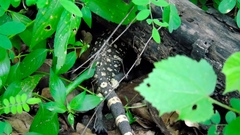 Heloderma horridum