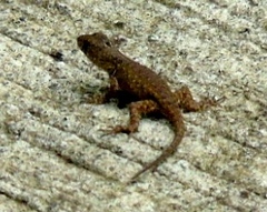 Sceloporus nelsoni