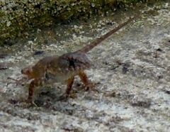 Sceloporus nelsoni