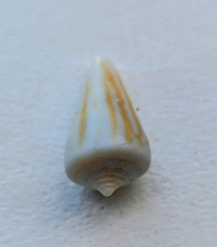 Conus virgatus observed 2025-02-20