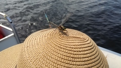 Dromogomphus