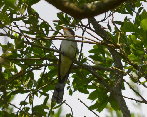 Cuclillo piquigualdo (Coccyzus americanus)