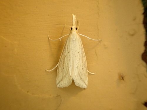 Long-beaked Donacaula Moth photo 3