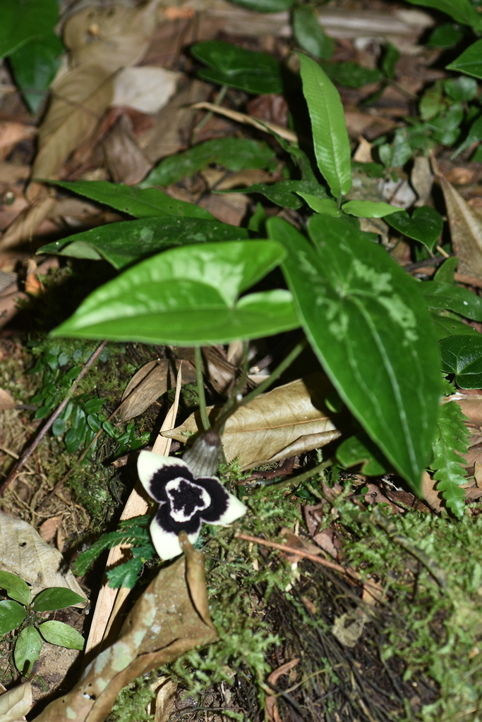 Asarum petelotii (Asarum petelotii)